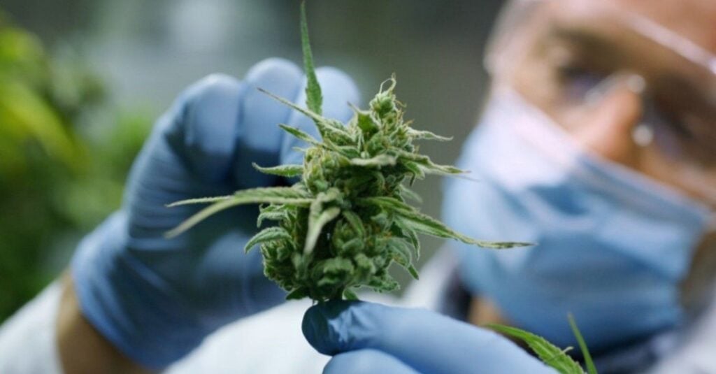 Close-up of a cultivator wearing protective gear inspecting a high-grade green cannabis bud.